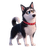 Volk